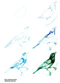 Эймис Л. Дж., Д’Адамо Т. – Рисуем 50 птиц - страница